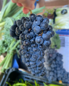 uva garnacha itxaspe urnieta