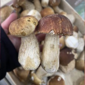 onddoak itxaspe urnieta